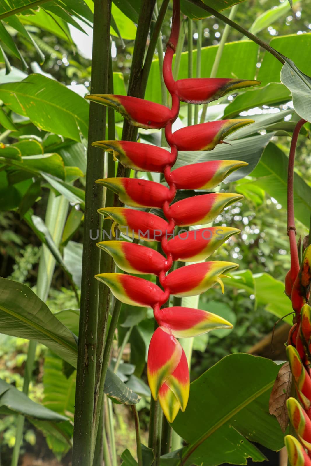 Close up of Heliconia Rostrata ten day on green leaves background. Red flowers inflorescence lobster-claws wild plantains or false bird-of-paradise. Beautiful Toucan Peak flower in garden.