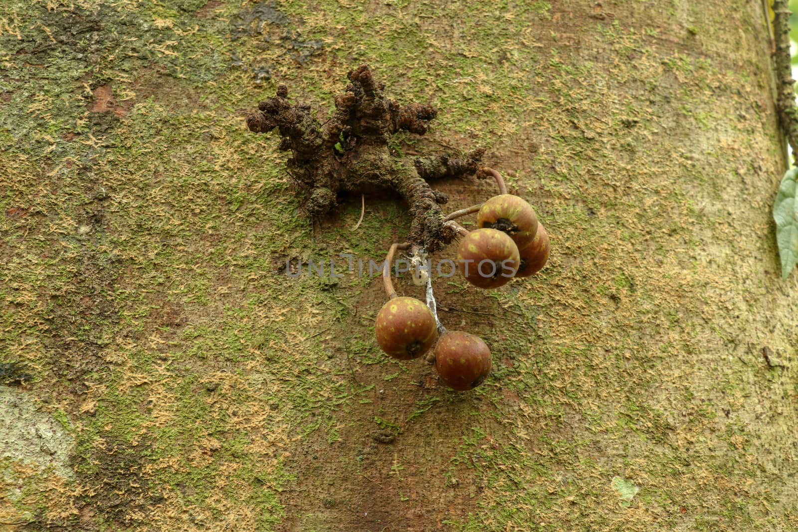 Variegated Fig Fruits Ficus variegata growing on tree trunk at jungle in Bali Island, Indonesia. Common red stem-fig. They are round on long stalks and with pale streaks. Fruit eating birds.