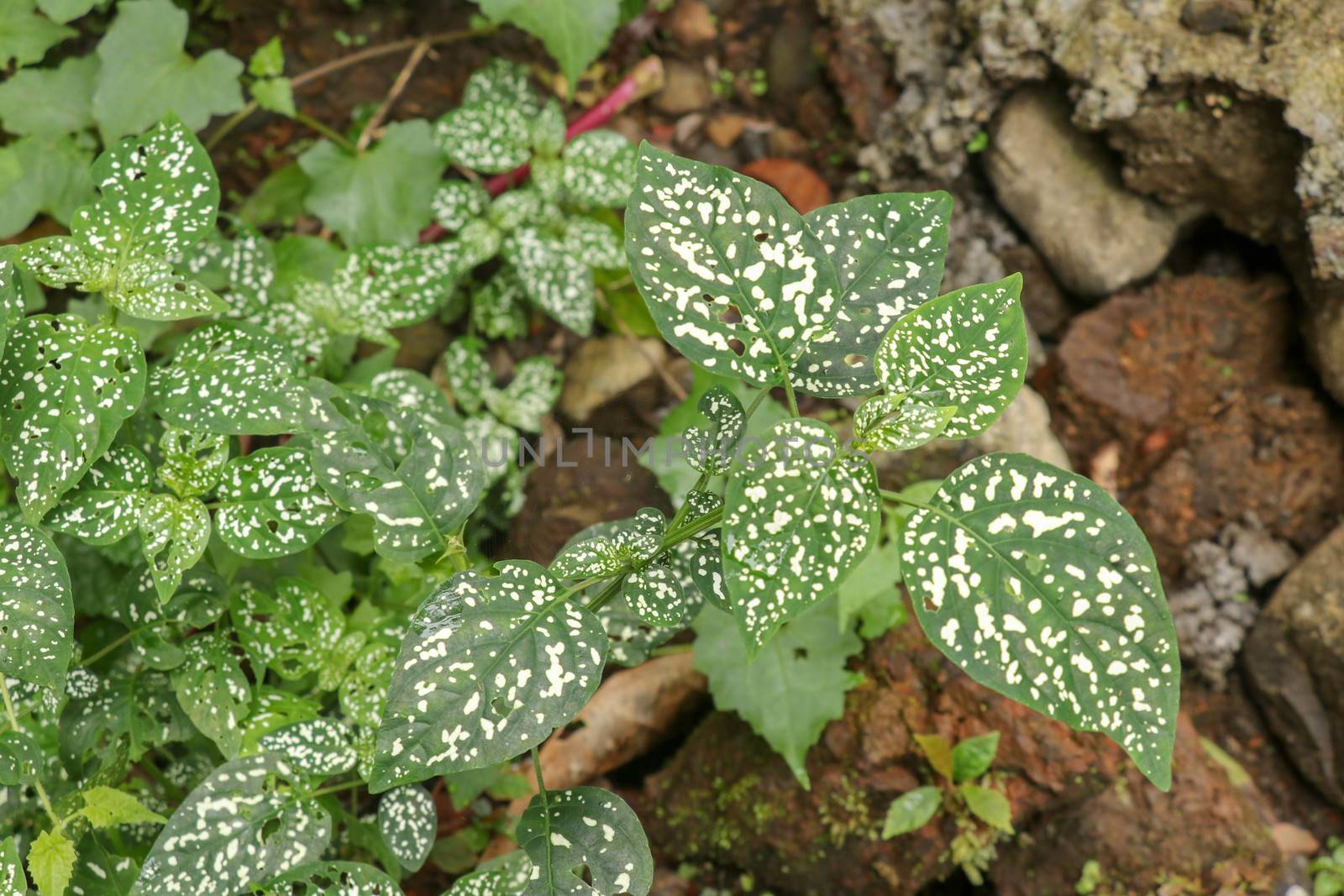 Hypoestes Phyllostachya with pink spotted leaves in tropical jungle, Bali island in Indonesia.Close up of ornamental leaf plant Polka Dot plant. Ornamental plant patterned foliage grown in rainforest.