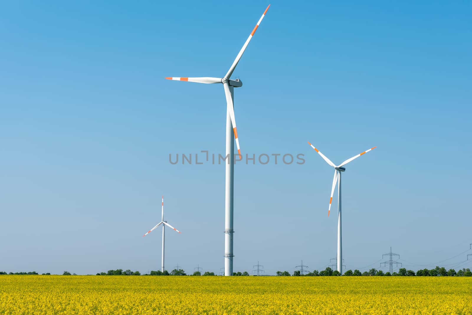 Blooming rapeseed field with wind turbines in the back seen in Germany