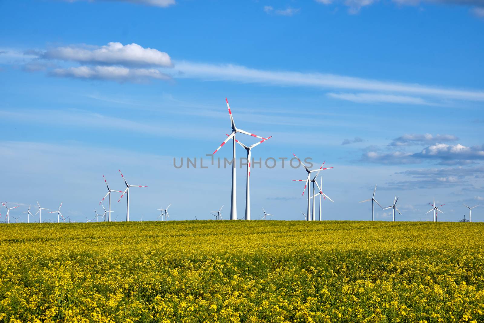 Flowering canola field with wind energy generators seen in Germany