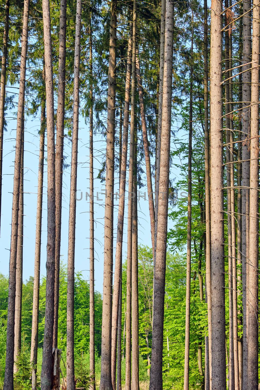 High spruce trees seen in a german forest