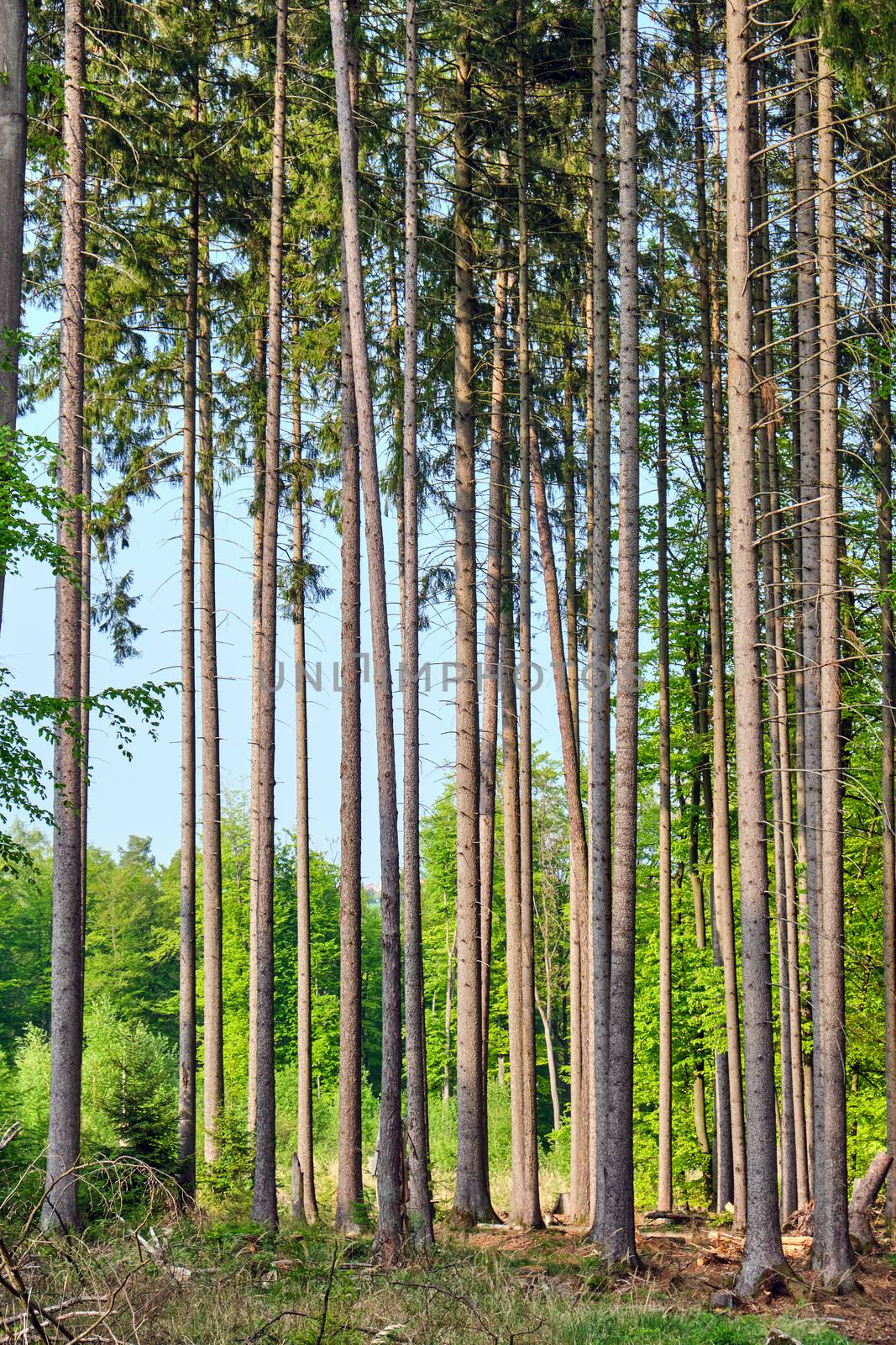 Trunks of some high spruce trees seen in a german forest