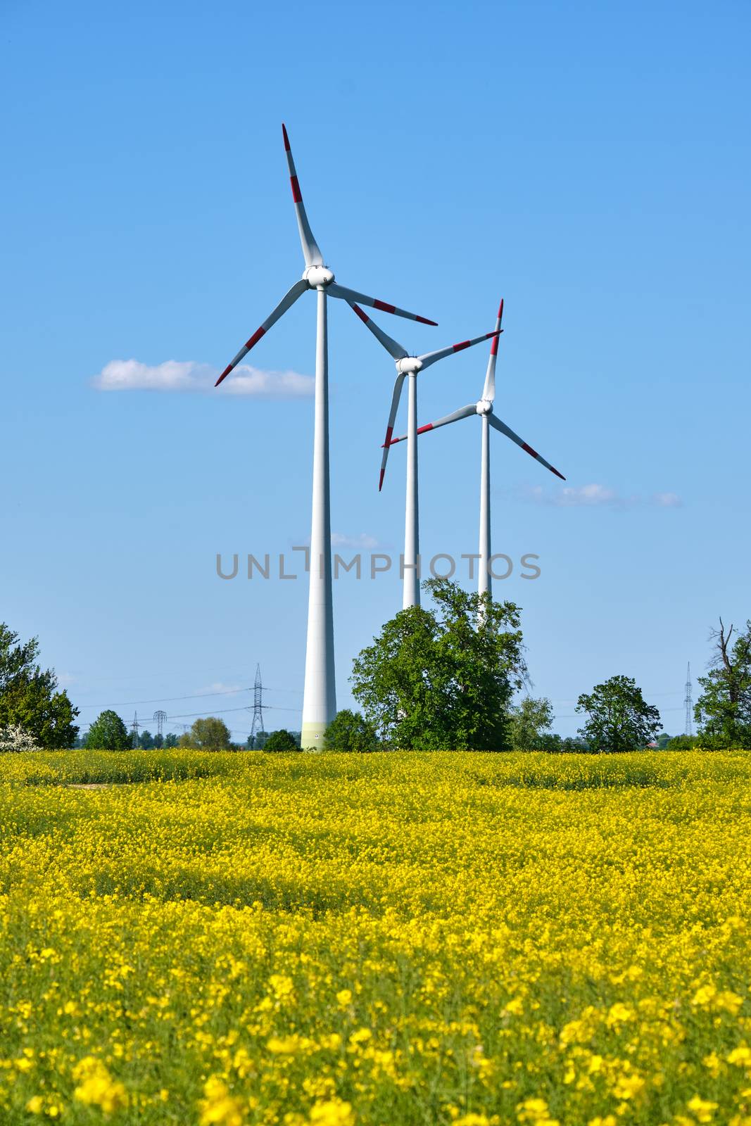 Canola field with wind energy generators seen in Germany