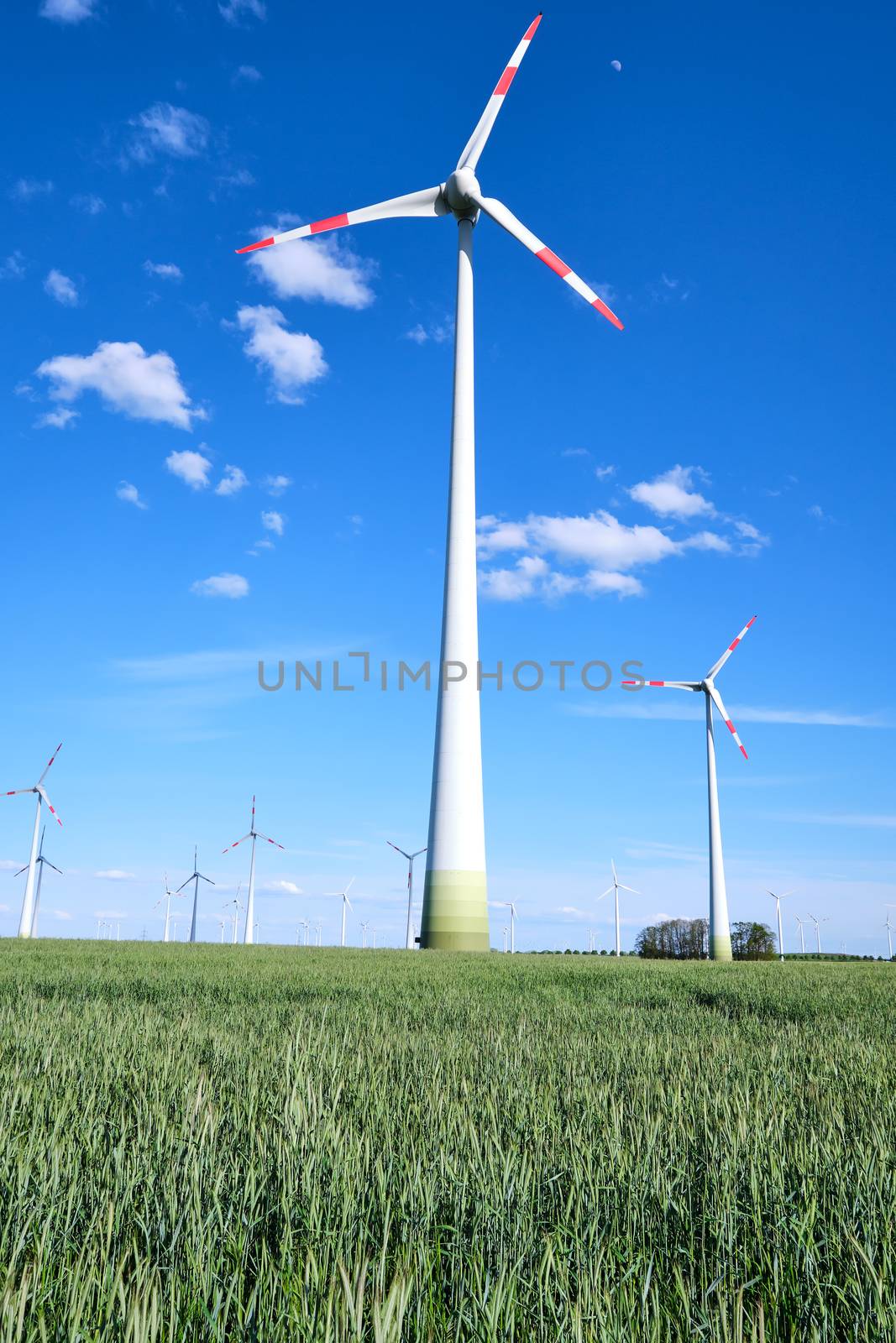 Wind energy generators in a cornfield seen in Germany