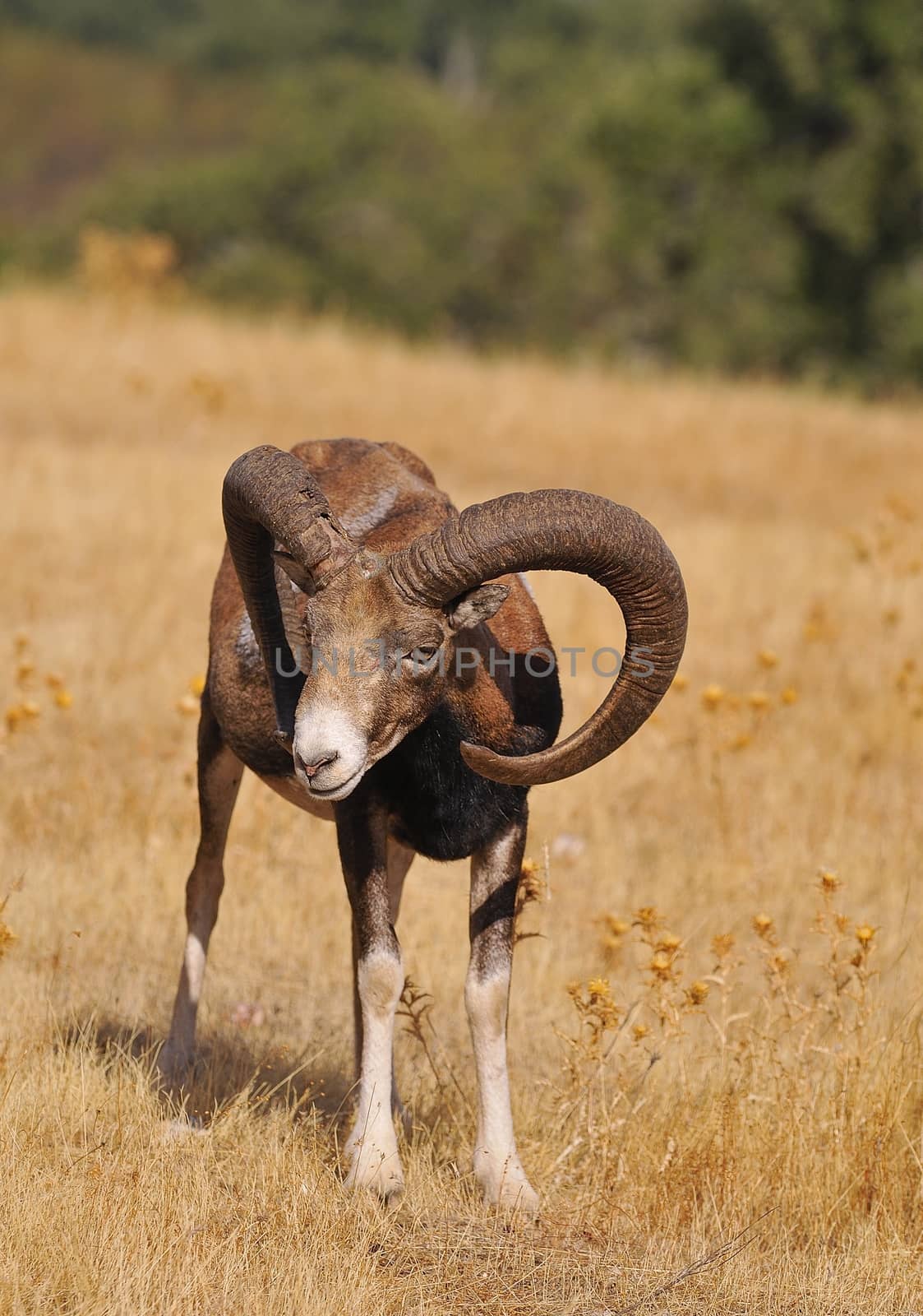 European mouflon in the field. by CreativePhotoSpain