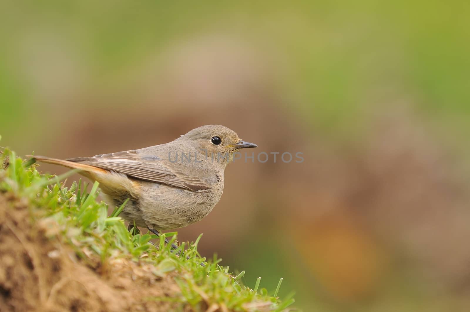 Female redstart (Phoenicurus phoenicurus), perched on the grass