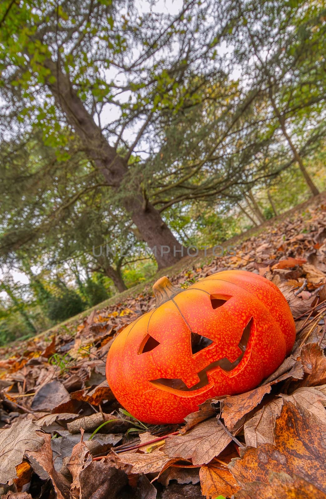 Halloween scary pumpkin with a smile by CreativePhotoSpain