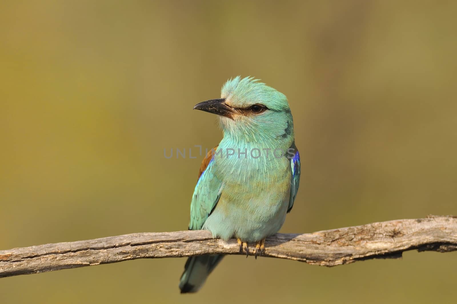 European roller perched on a branch with unfocused background.