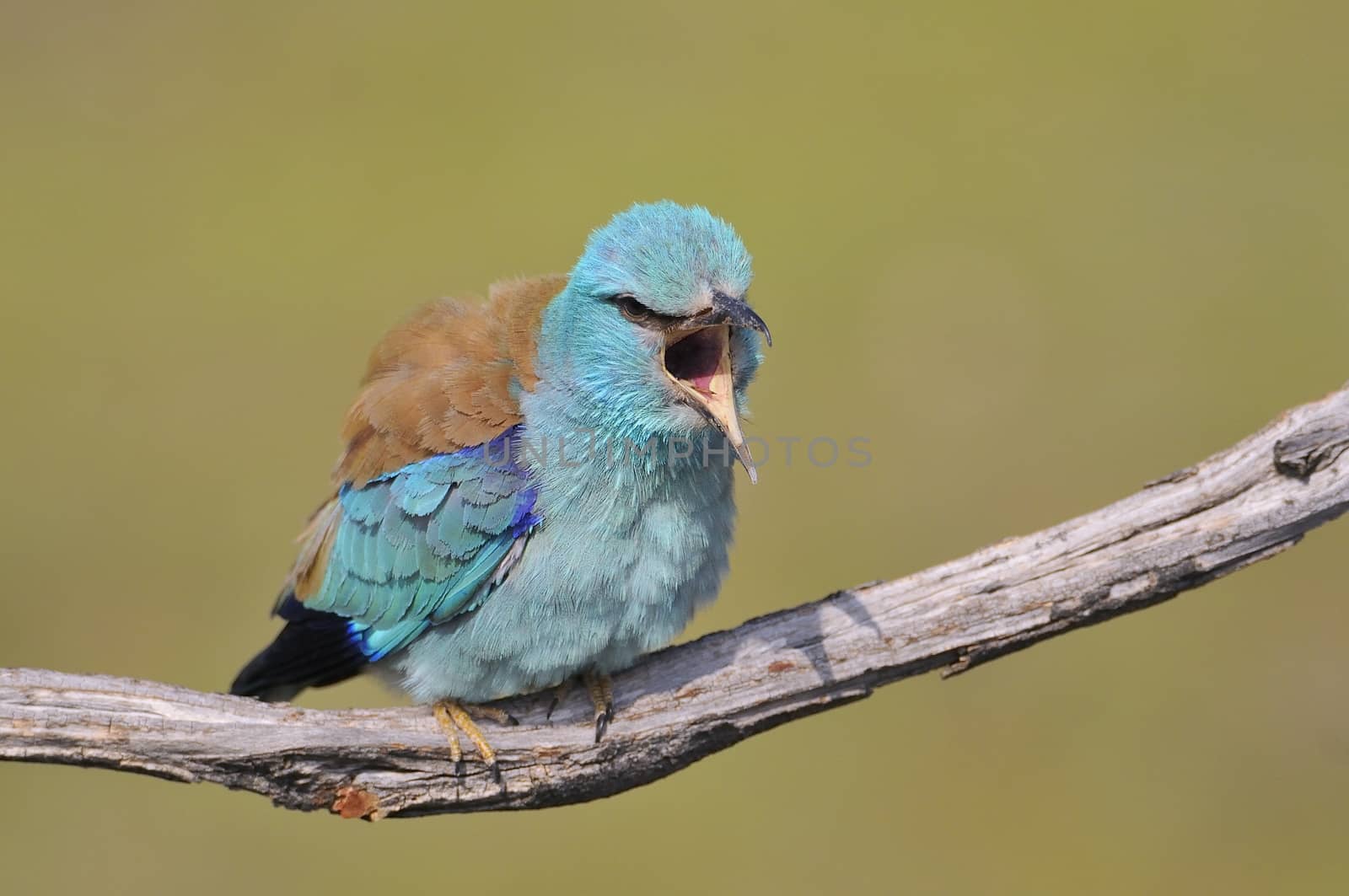 European roller perched on a branch with unfocused background.