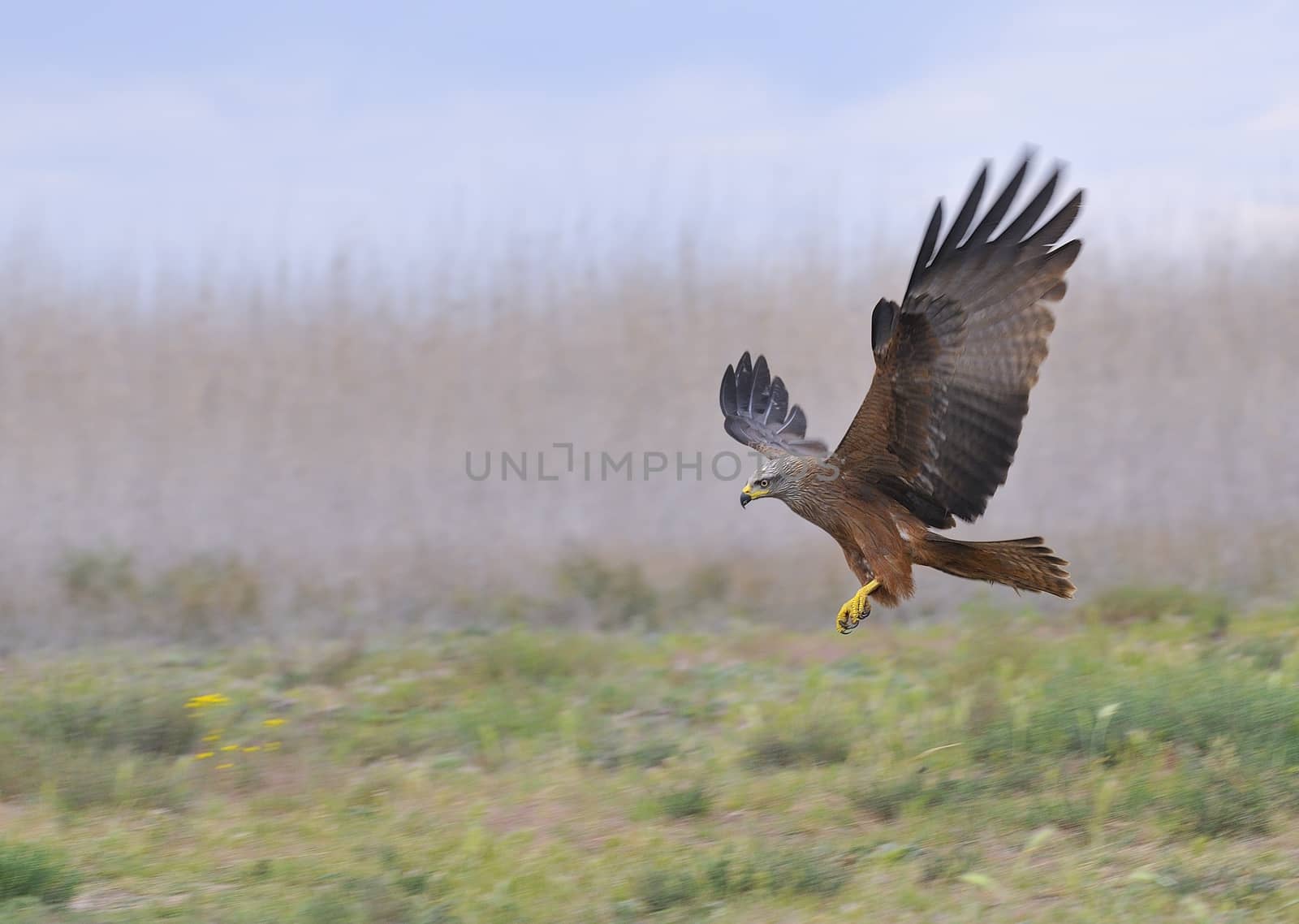 Black kite, Milvus migrans in flight. by CreativePhotoSpain