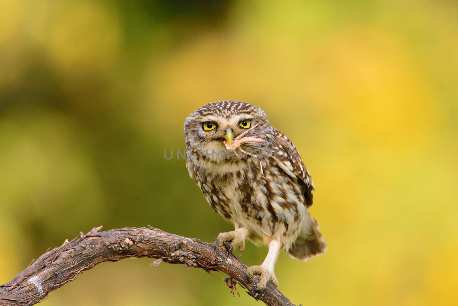 A little owl with a grasshopper. by CreativePhotoSpain