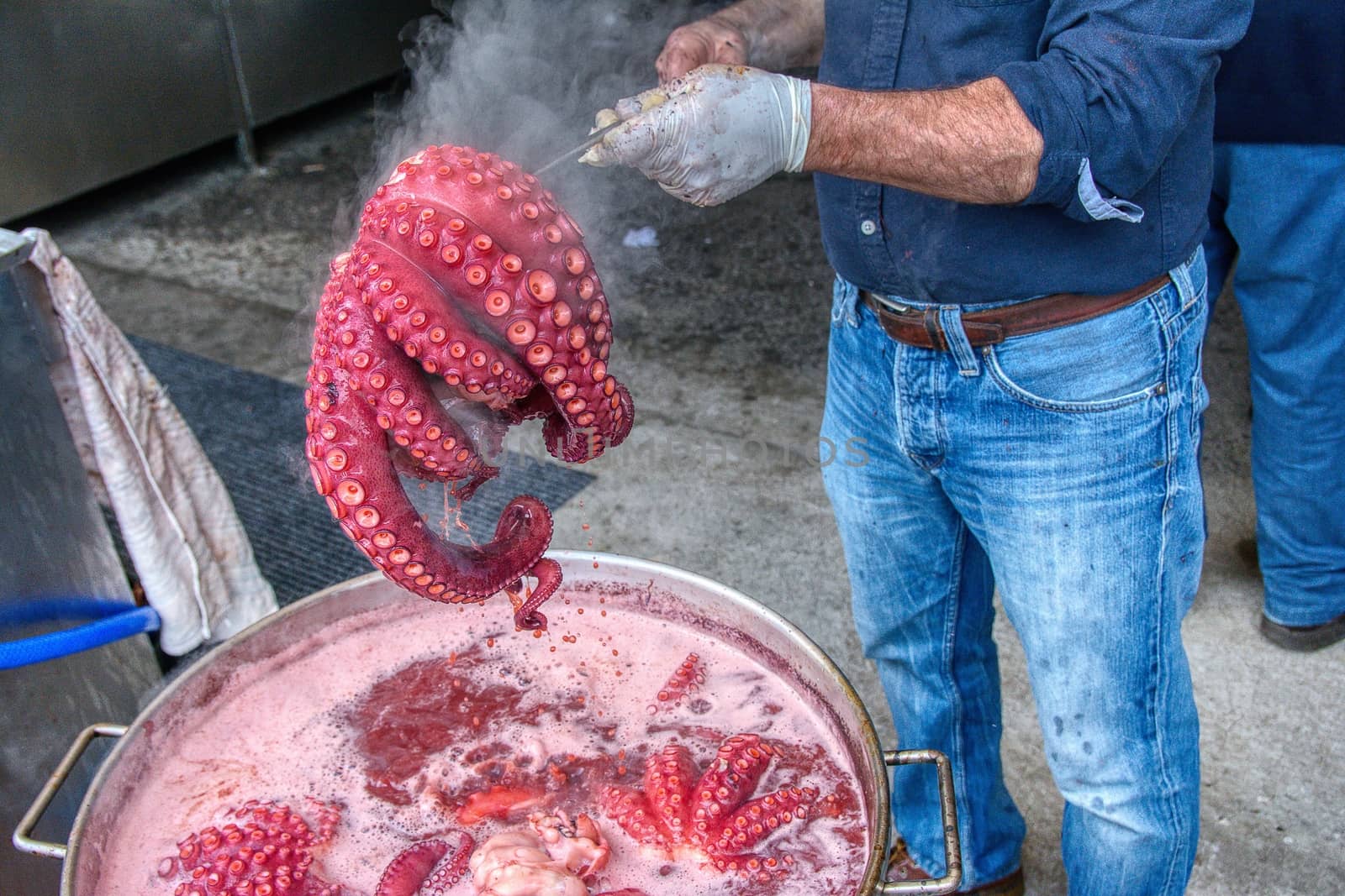 Man in gloves holding red octopus ready to boil by CreativePhotoSpain