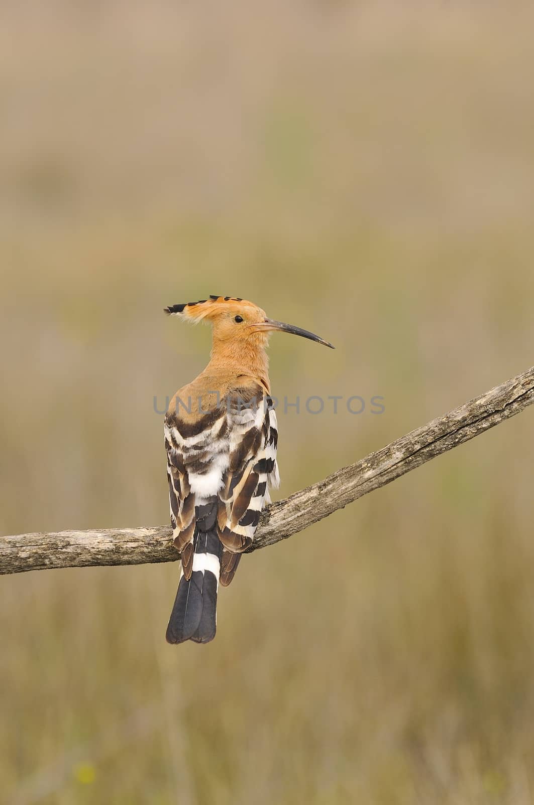 Eurasian Hoopoe or Upupa epops, beautiful brown bird perching on branch waiting to feed its chicks with brown background.