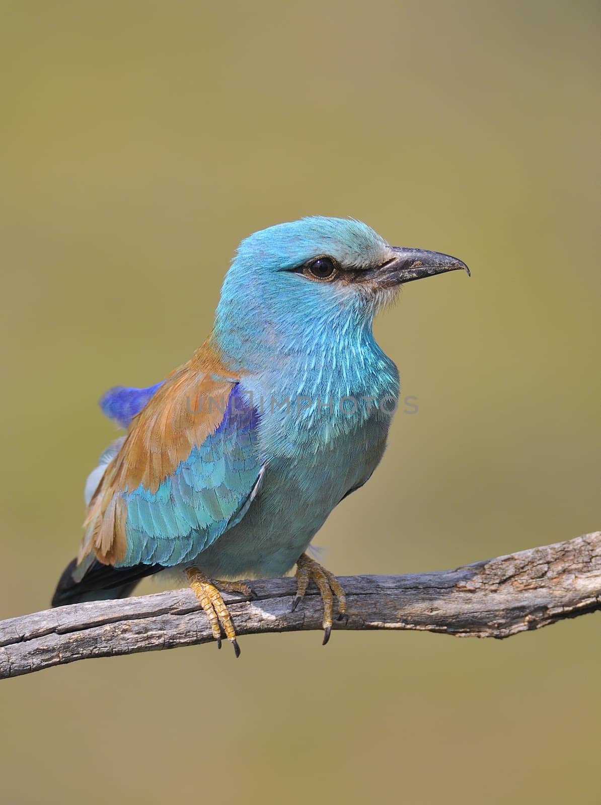 European roller perched on a branch with unfocused background.