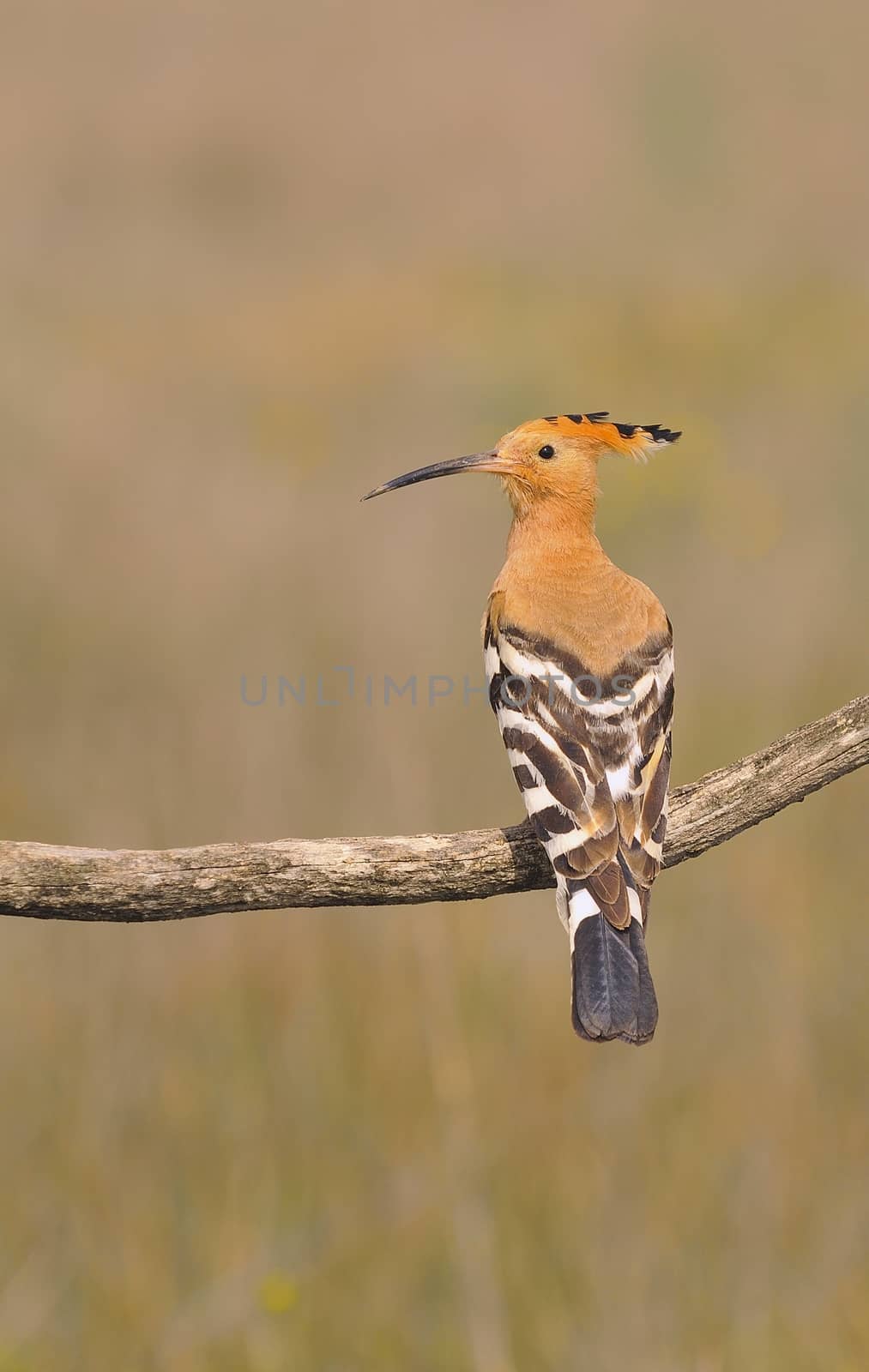 Eurasian Hoopoe or Upupa epops, beautiful brown bird. by CreativePhotoSpain