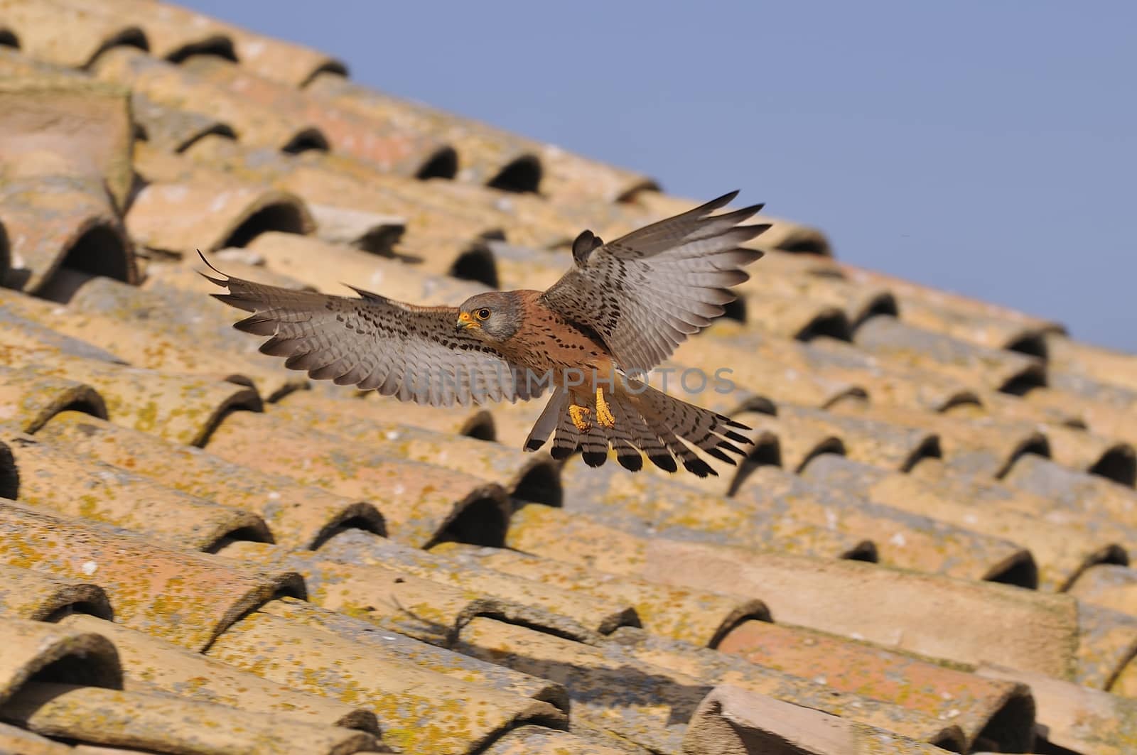 Male lesser kestrel flying to land on a roof.