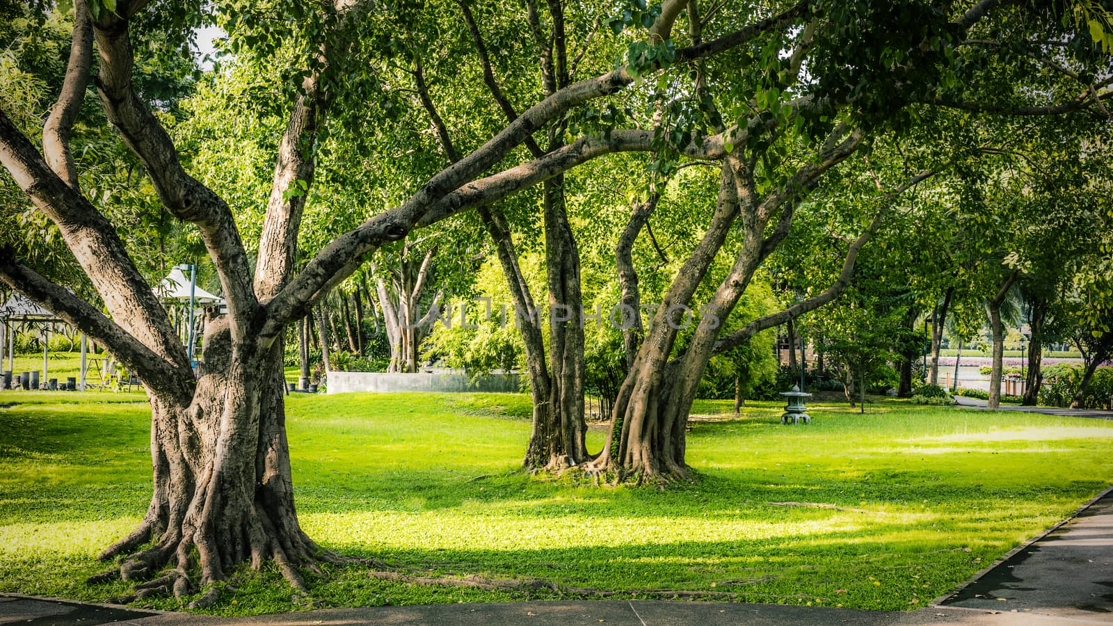 Green tree and grass lawn in park background.