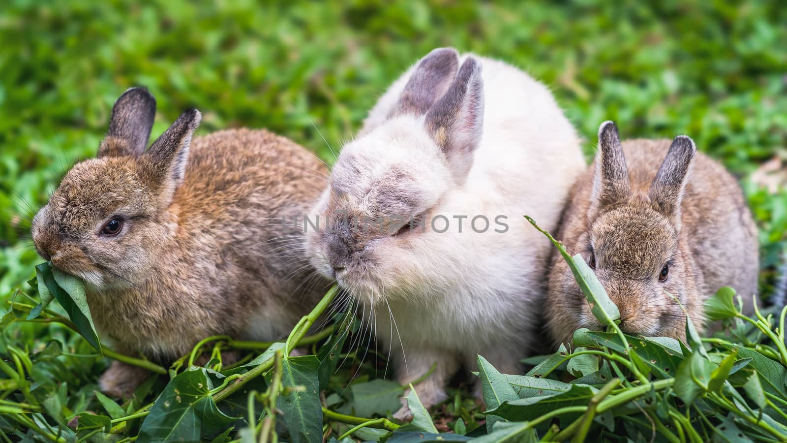 Three cute rabbits eating grass sitting next to each other.