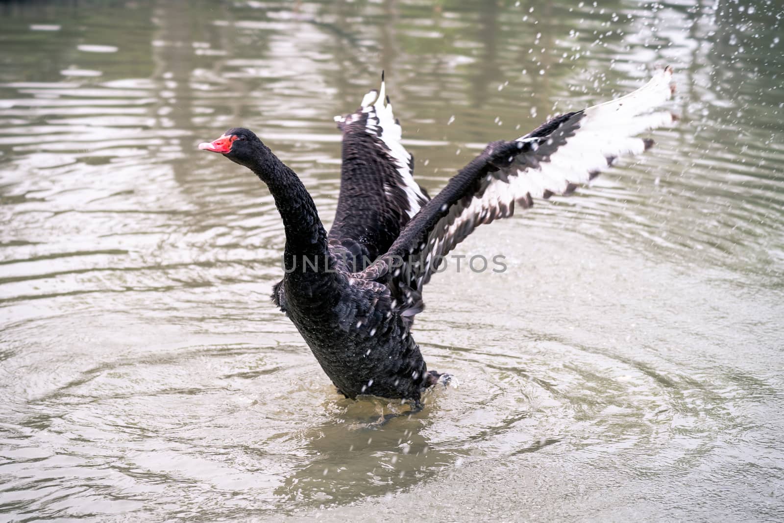 Black swan wide open wings to fly.