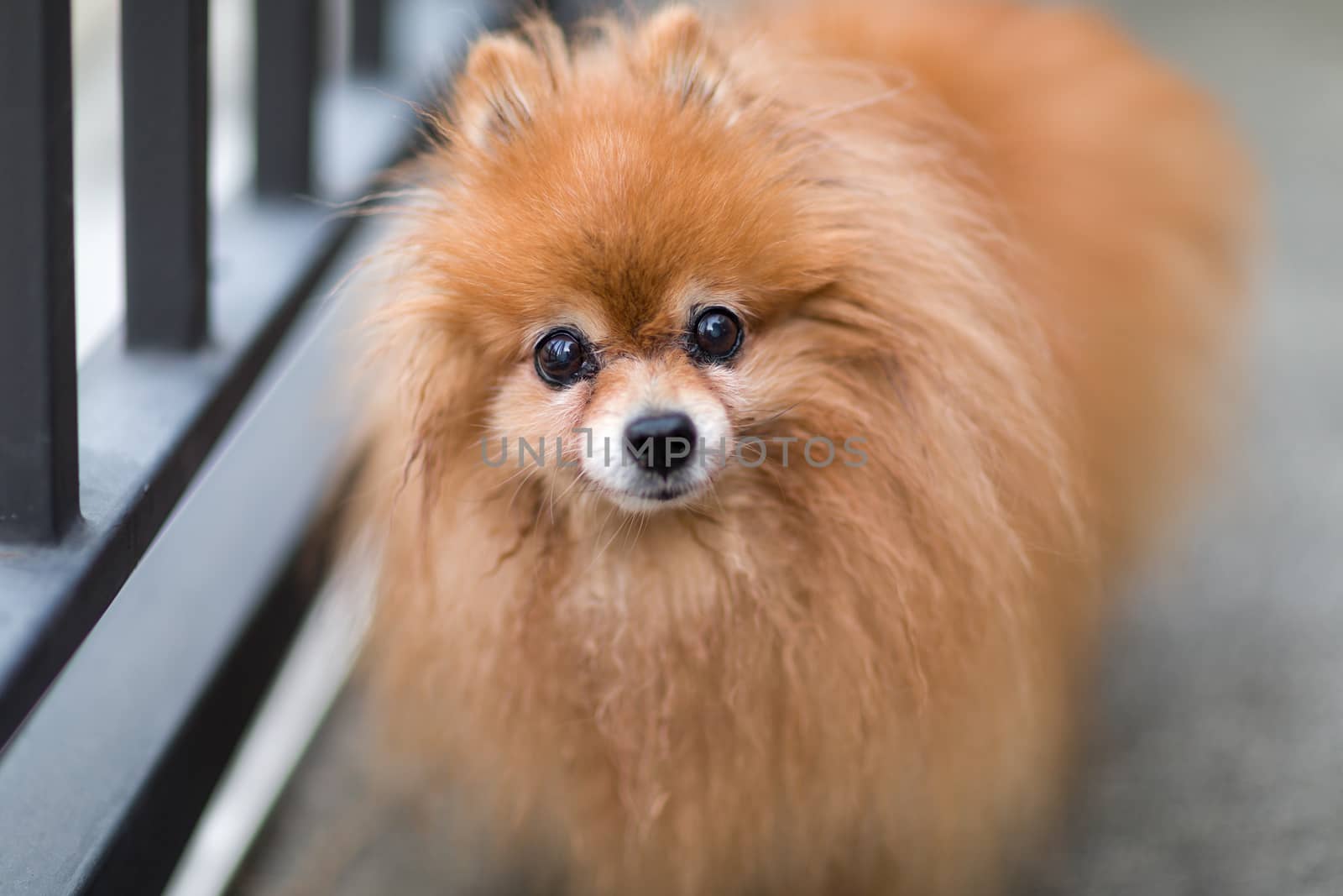Old Pomeranian Dog Portrait