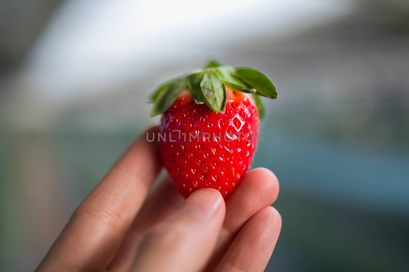 Close-up shot of hand holding fresh strawberry.