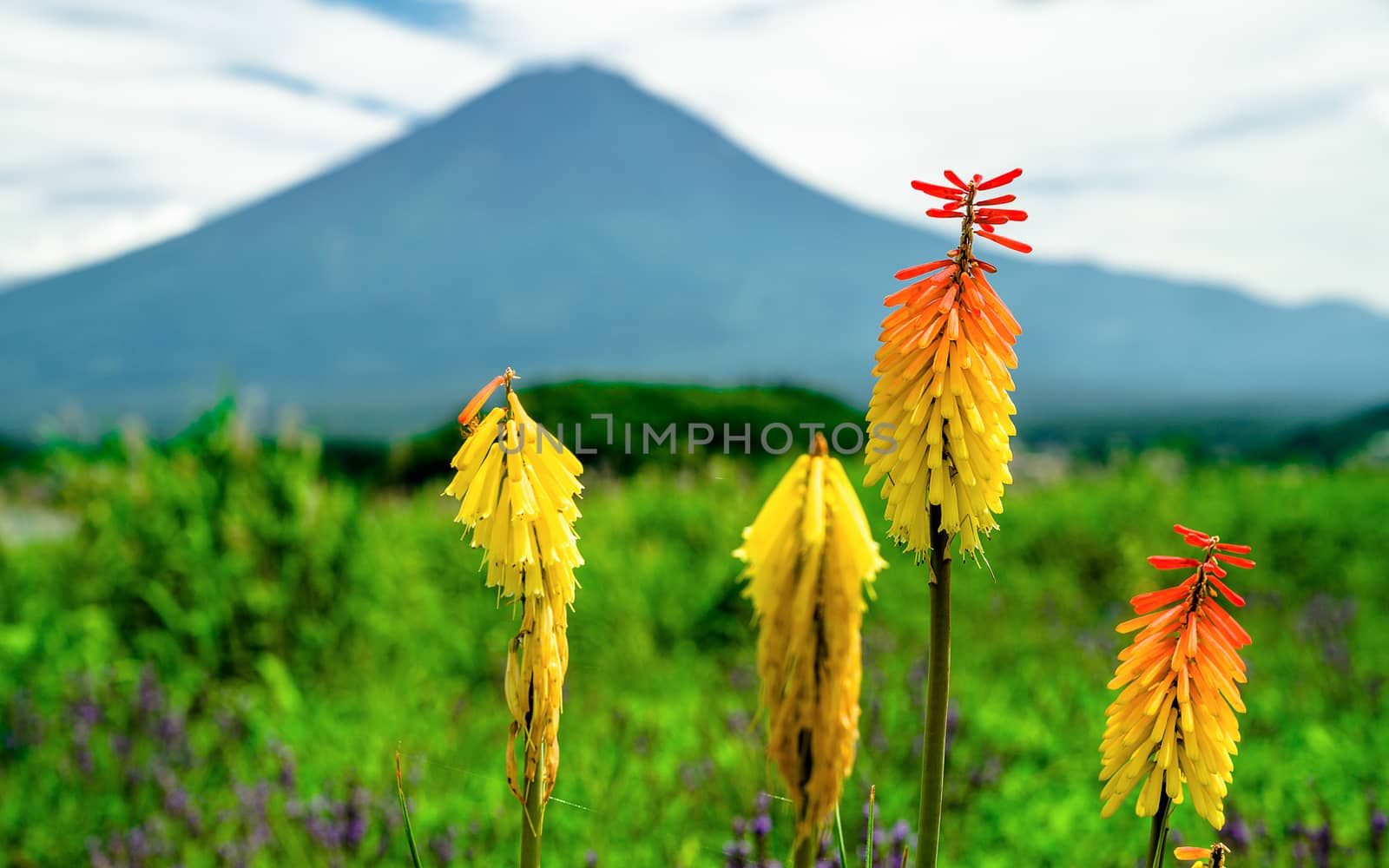 Close-up flower with Fuji mountain as background.