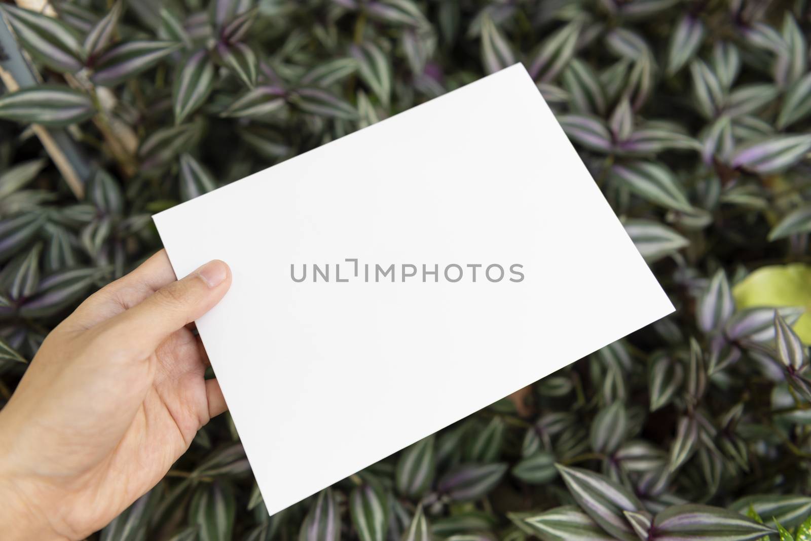 Hand holding white paper on green leaf nature for mockup design text advertising.