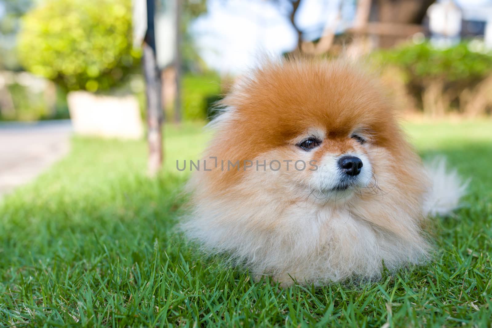 Portrait of Pomeranian dog sitting in lawn.