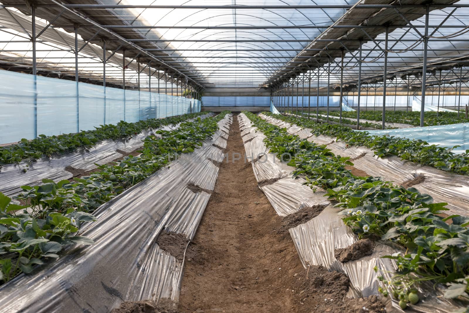 Background of strawberry farm in closed system.
