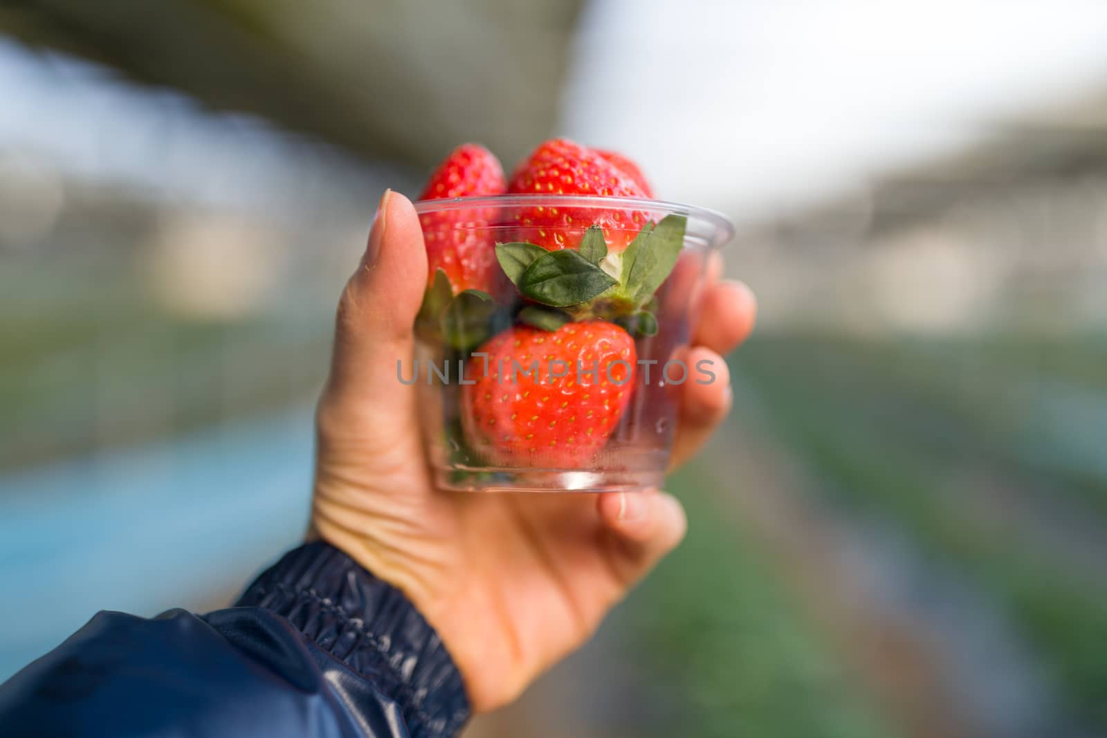 Close-up shot of hand holding fresh strawberry.