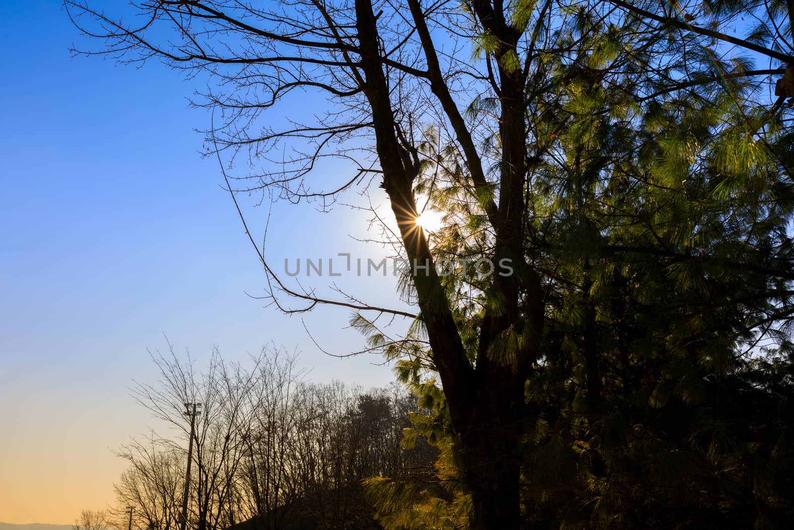 Background of sun ray through tree with blue sky.
