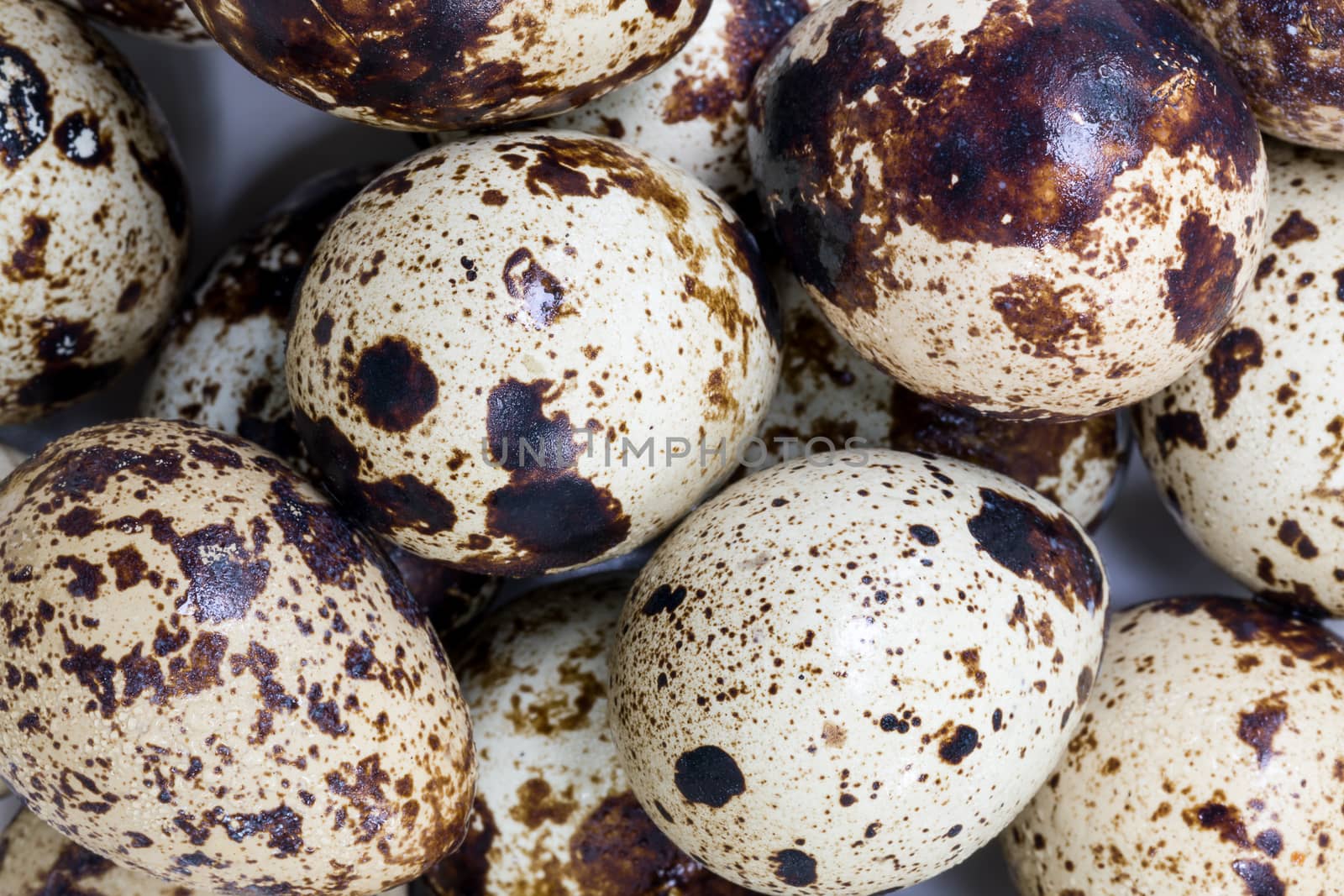 Background of fresh quail eggs group.