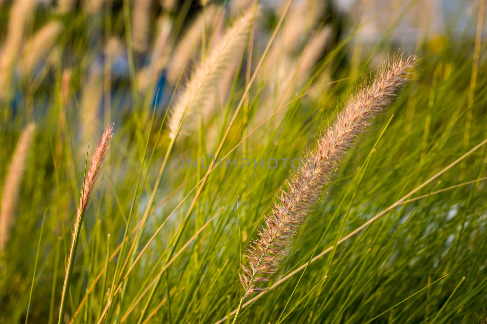 Background of field of grass at sunset or sunrise.