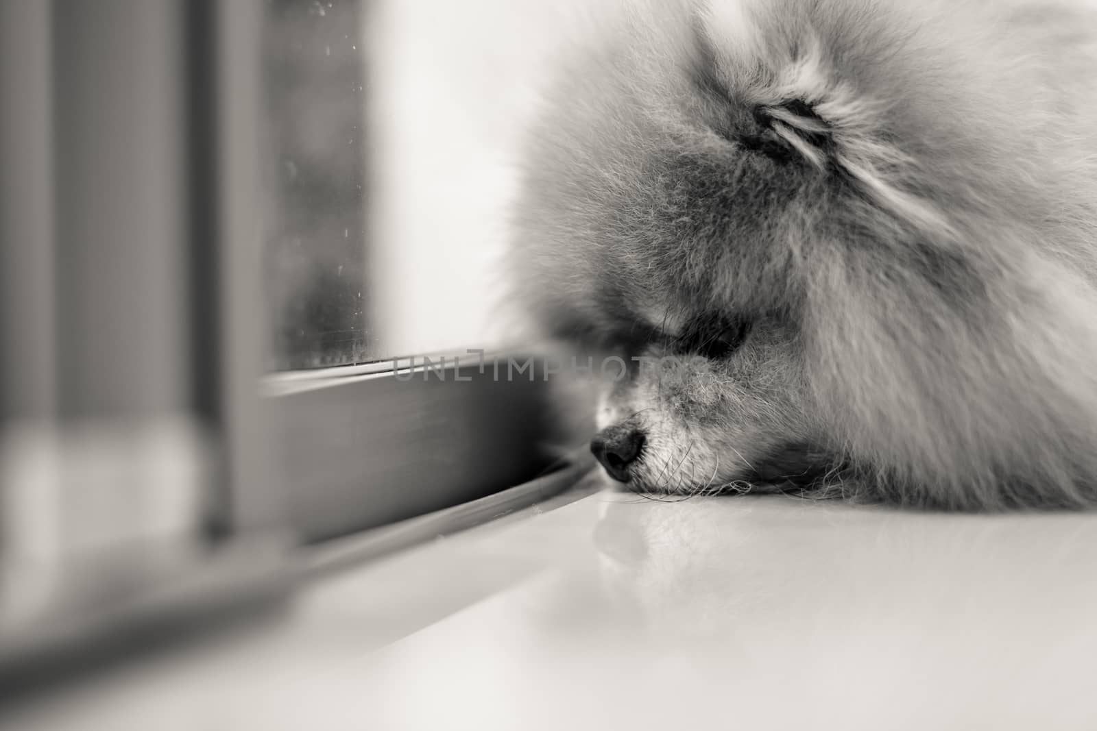 Black and white shot of abandoned dog waiting owner to come back home.