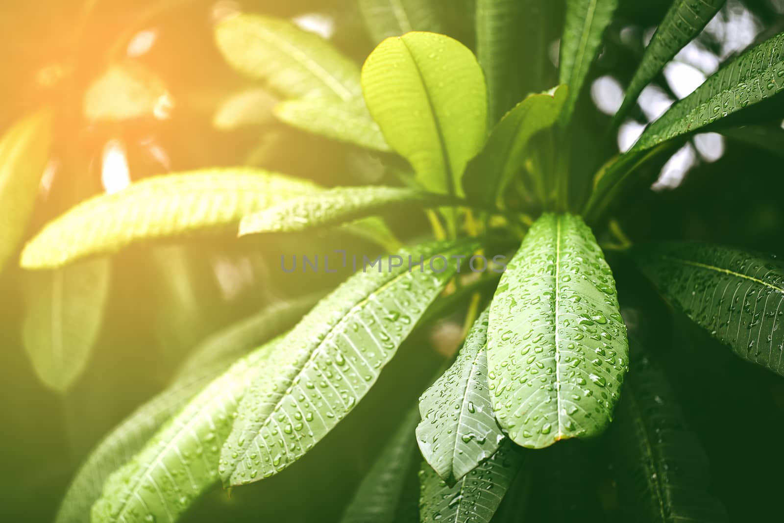 Vintage style of water drops on leave after rain.