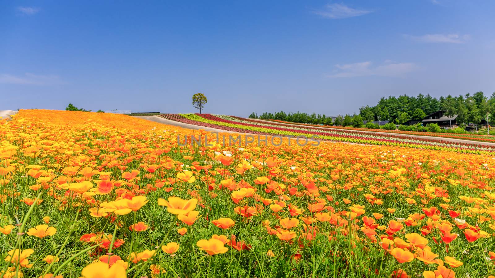 Panoramic scene of colorful flower field during summer in Hokkaido, Japan.