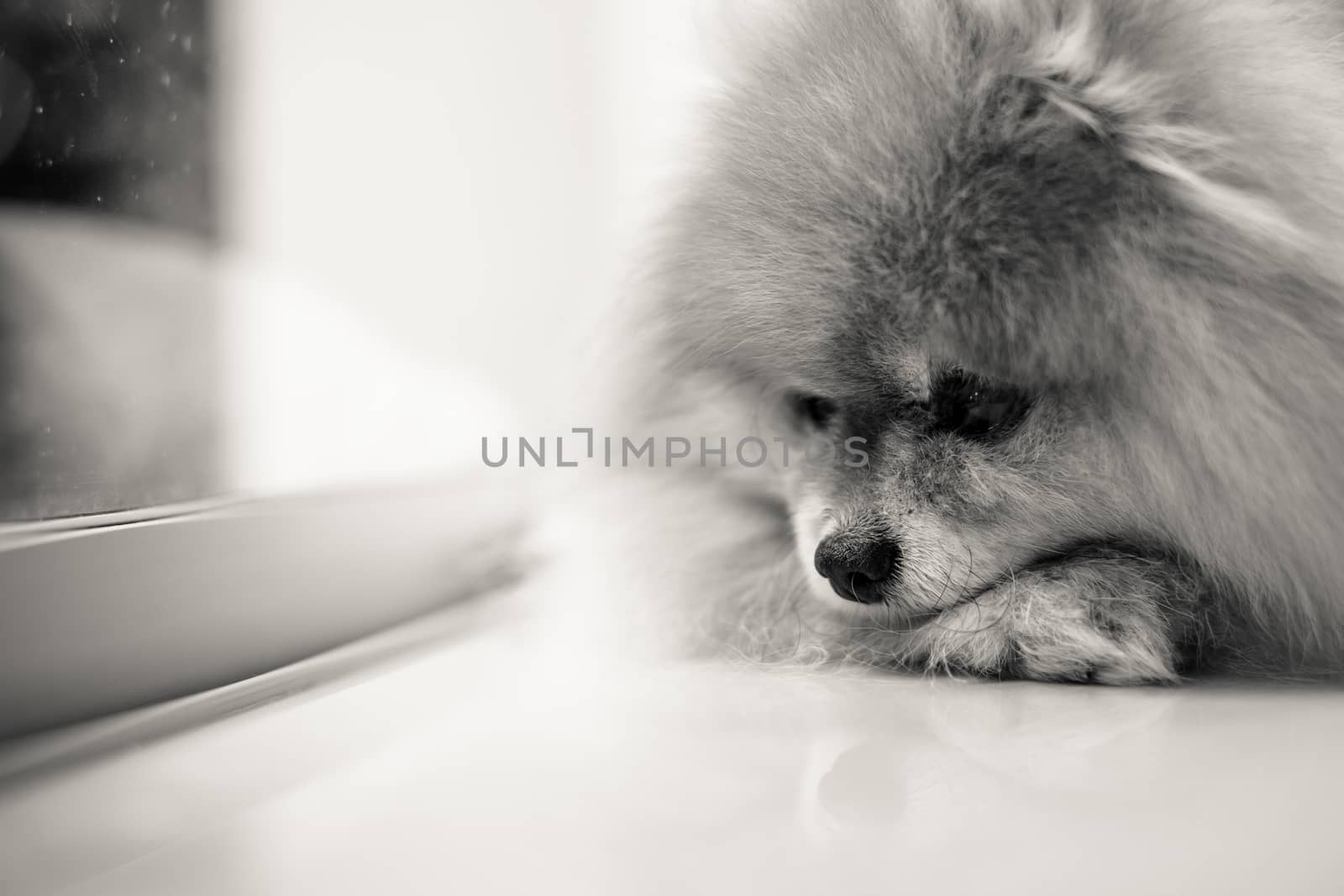 Black and white shot of sad and lonely dog waiting owner to come back home.