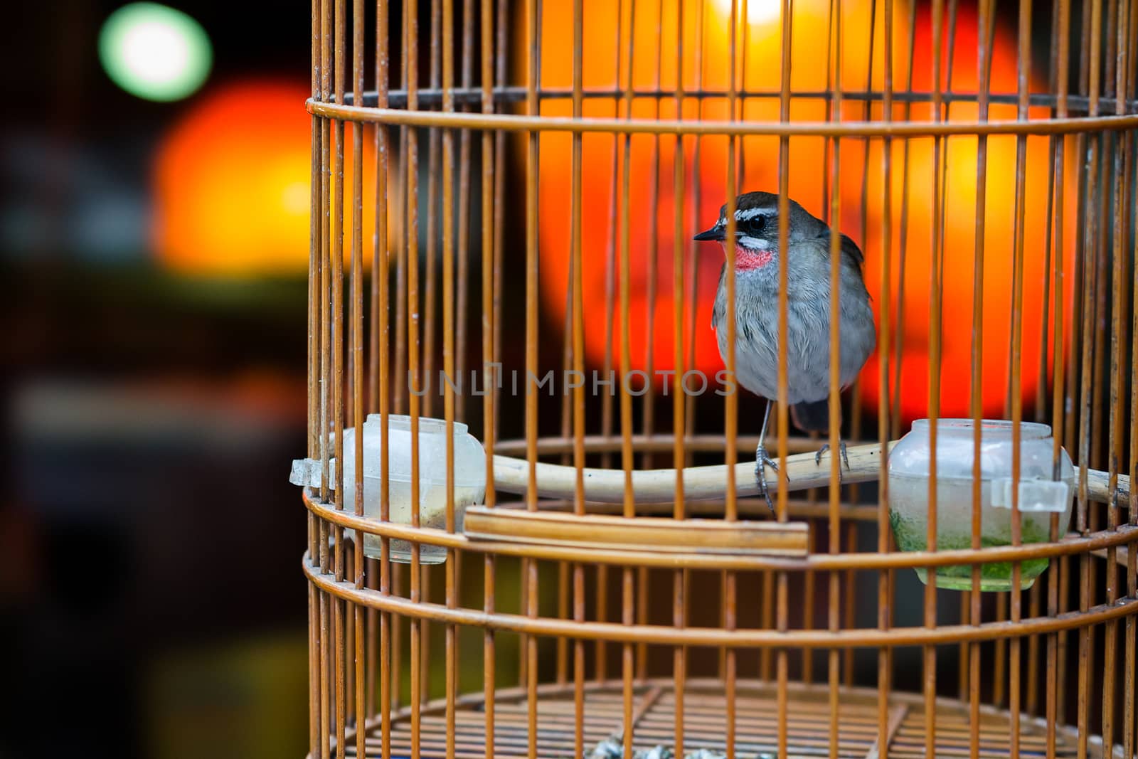 Beautiful little bird in a small birdcage.