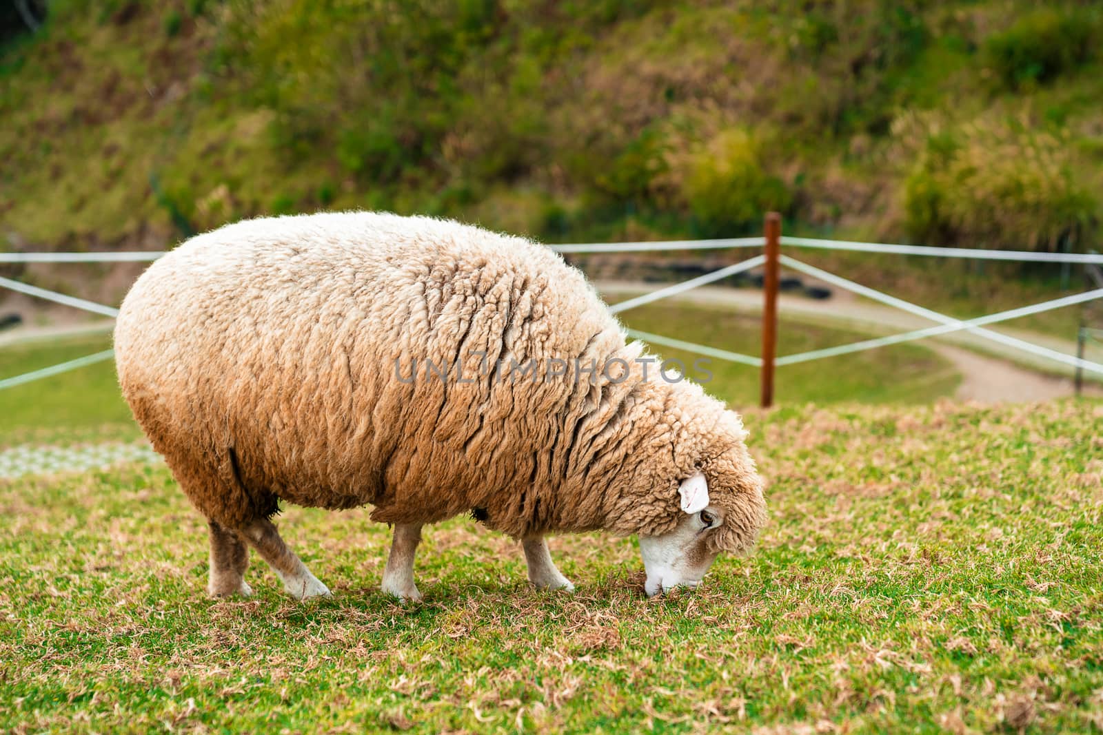 Close-up sheep eating grass in green field.