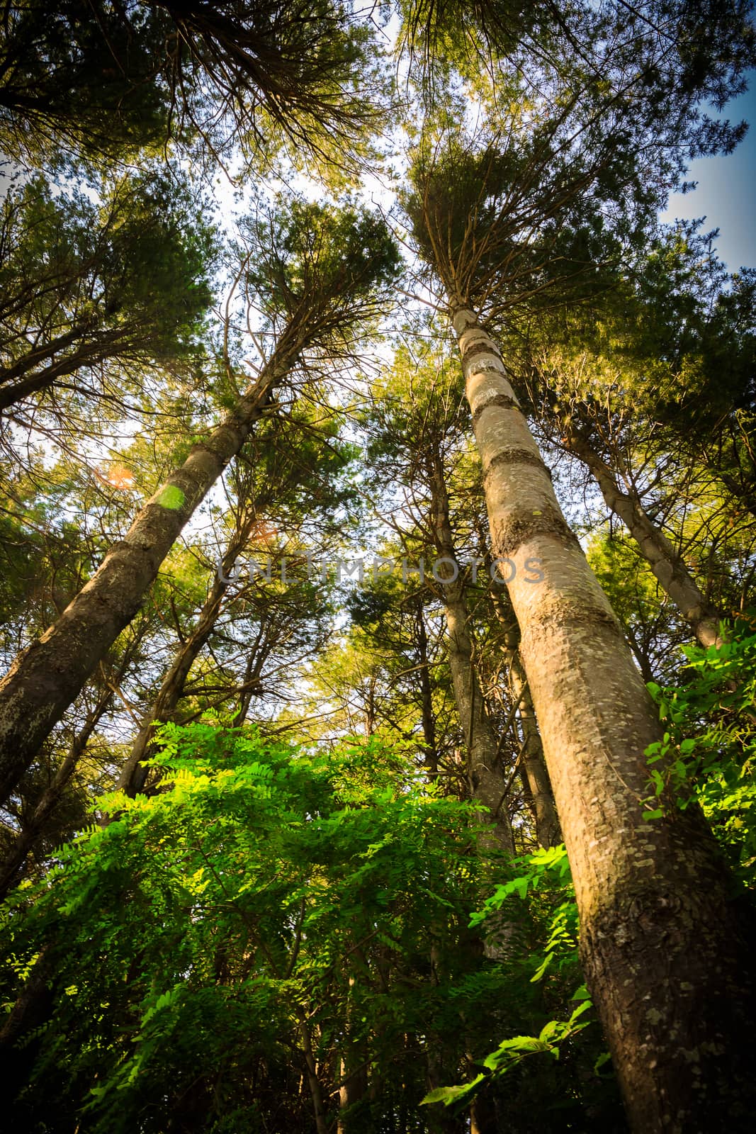 Perspective of green forest trees in summer.