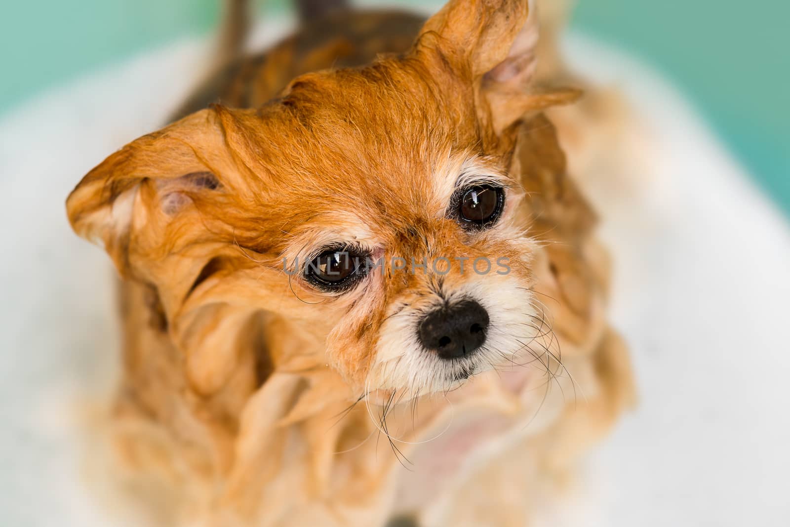 Wet Pomeranian dog sitting in bathtub while taking bath.