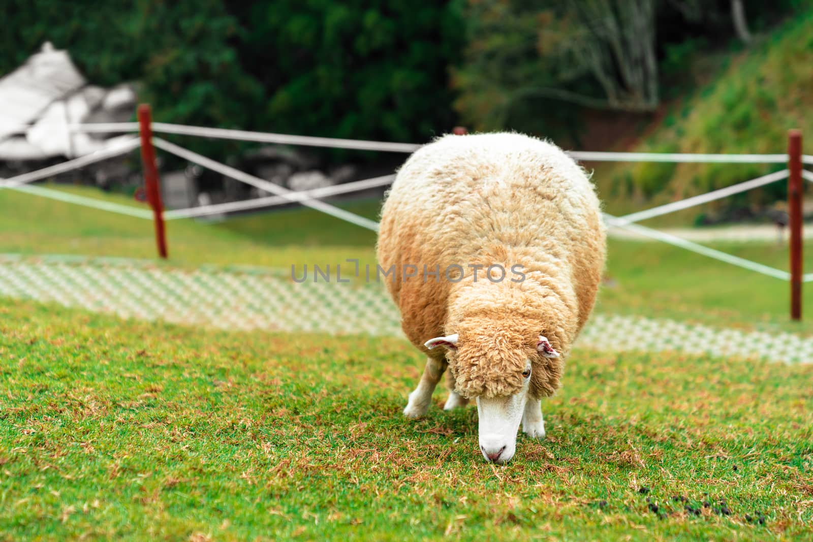 Close-up sheep eating grass in green field.