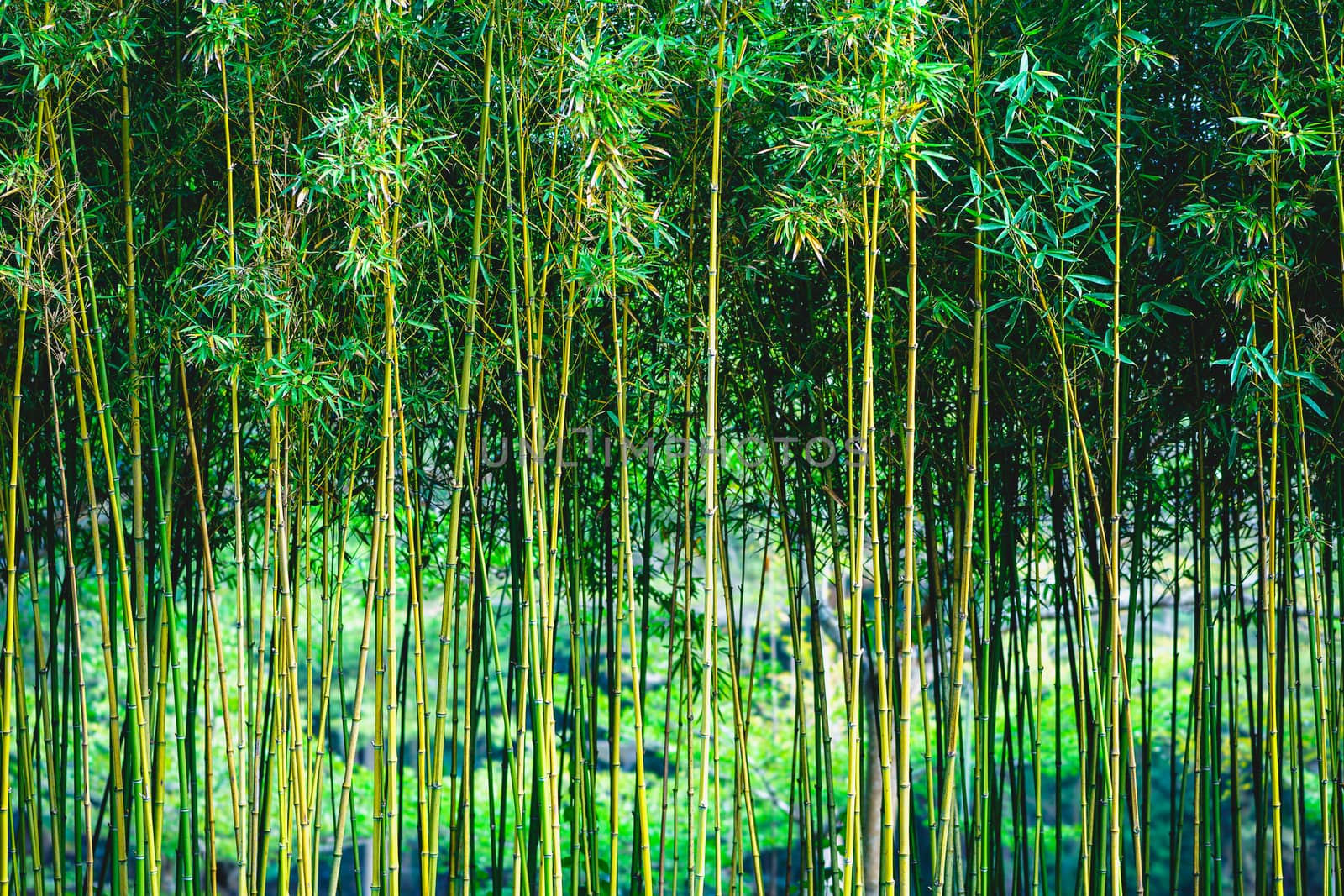 Vividly green bamboo forest in tropical area.