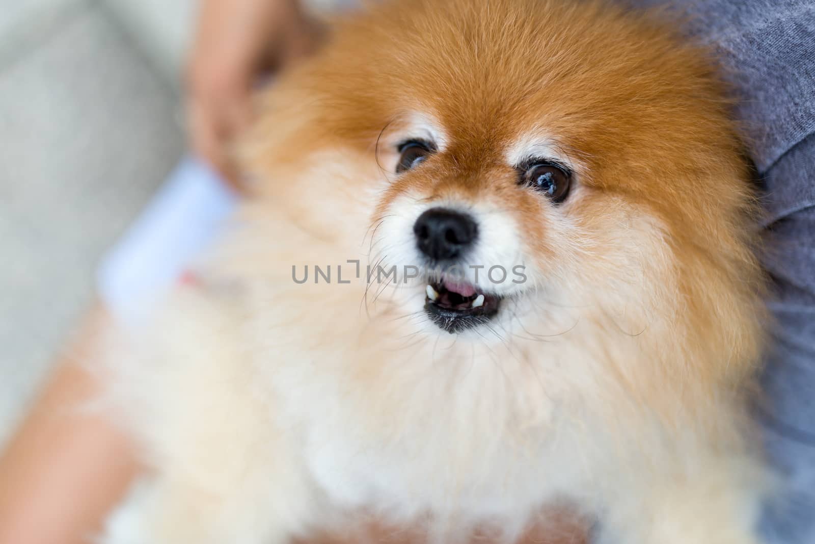 Pomeranian Dog Portrait