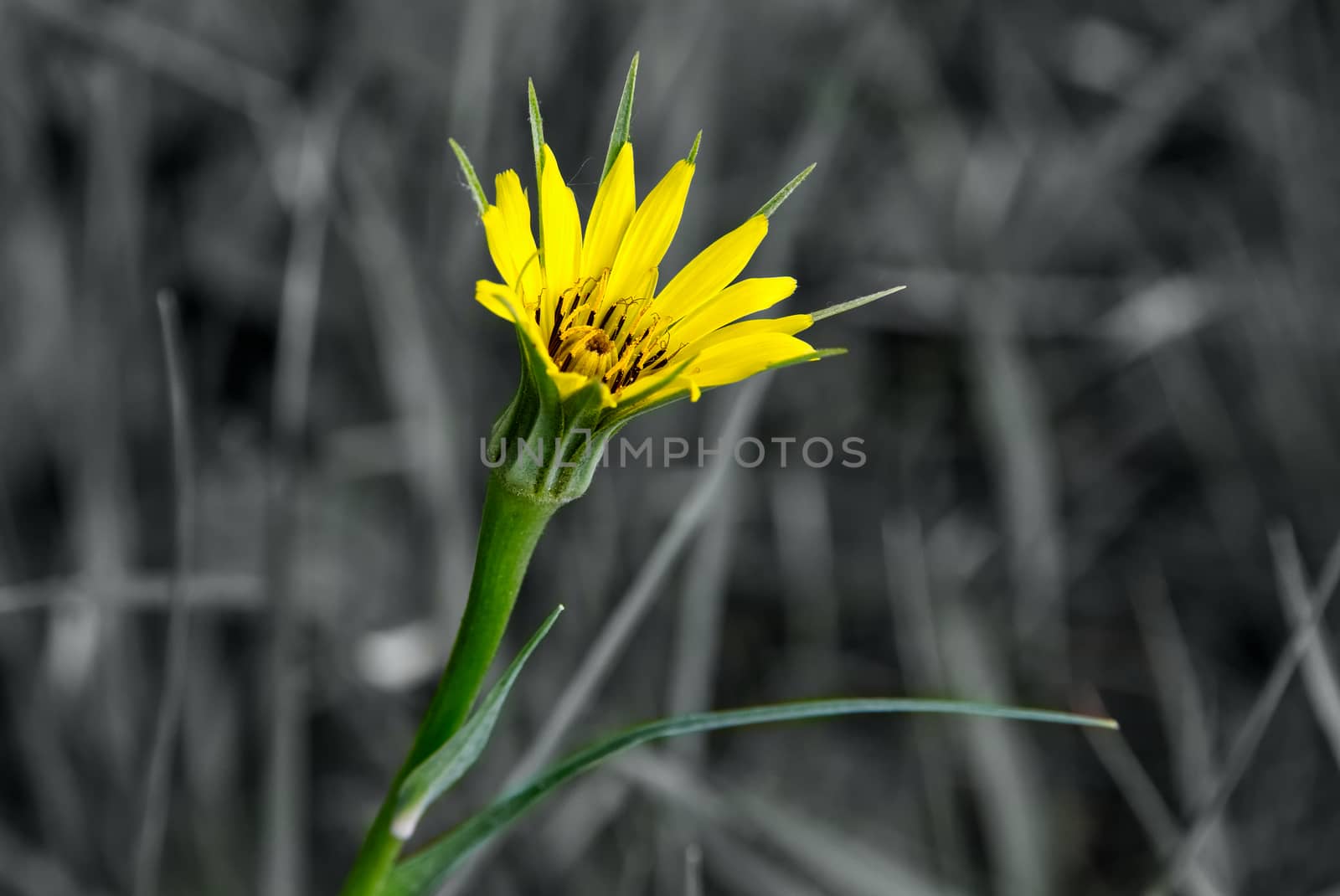 Vibrant yellow spring flower on a black and white background