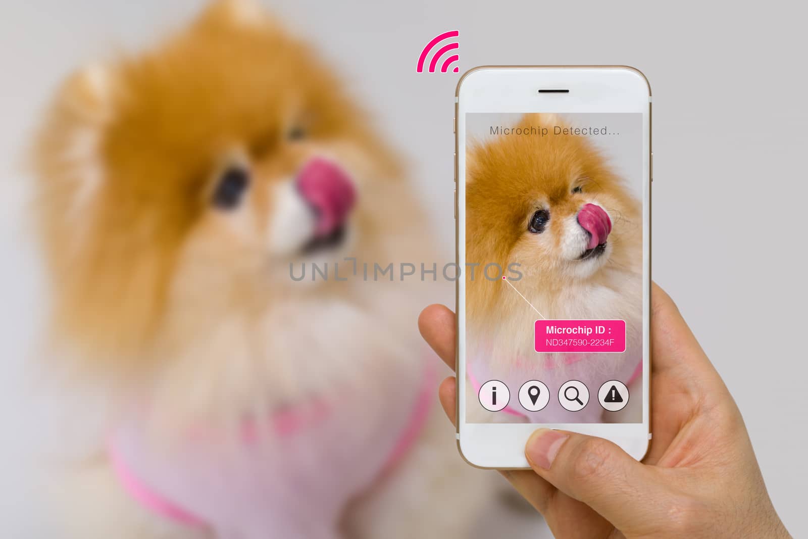 Concept of augmented reality of pet microchip app on smartphone.