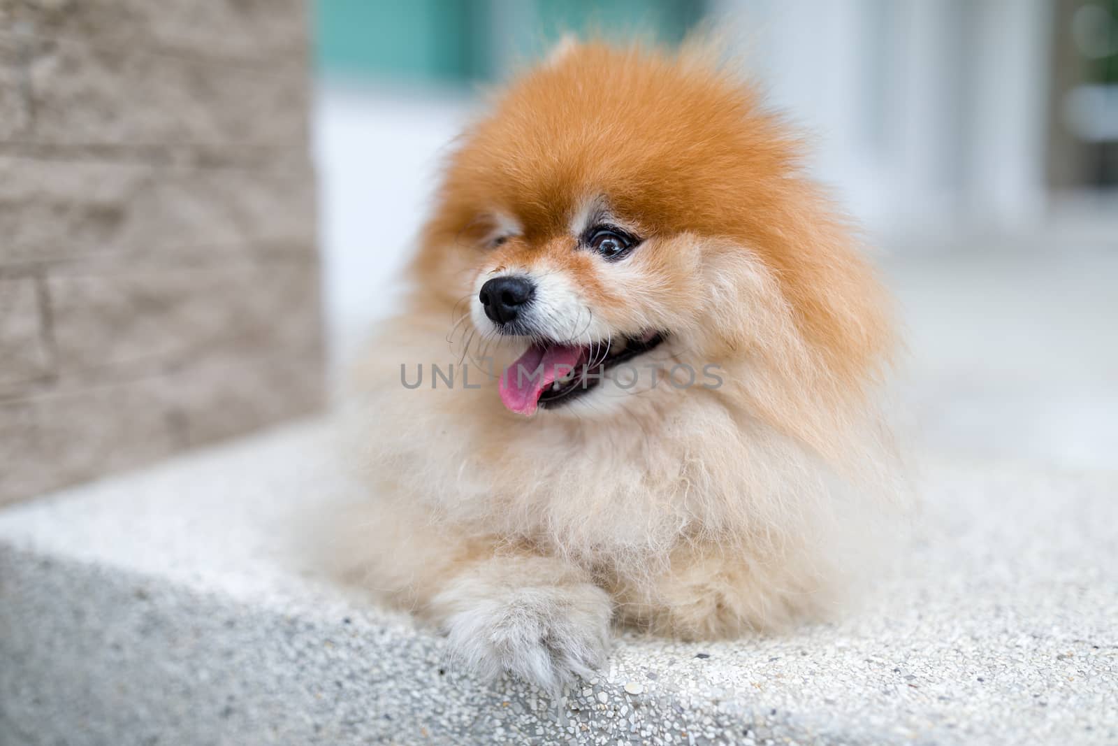 Pomeranian Dog Portrait