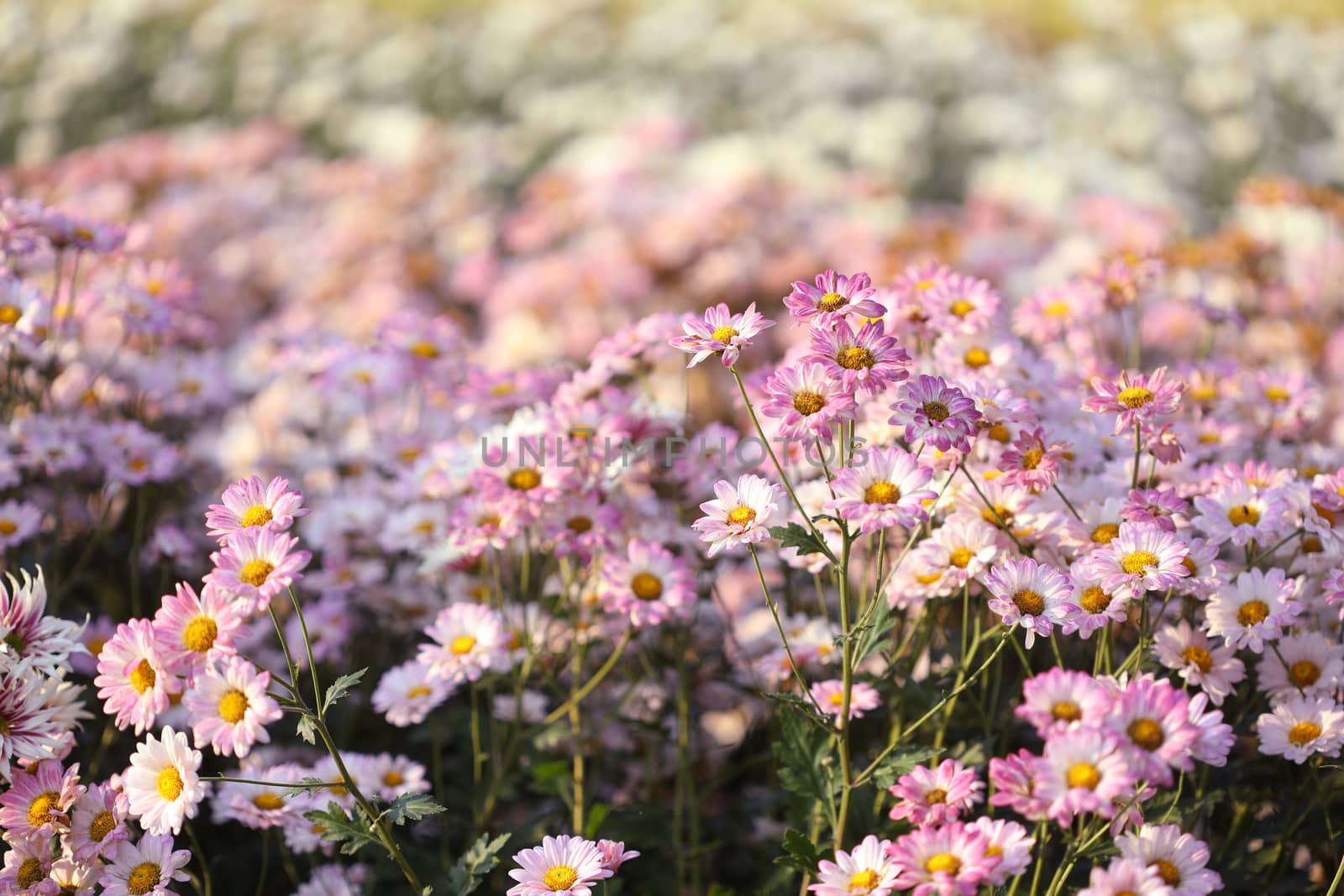 Pink Chrysanthemum flower getting dry under morning sunlight at flower field