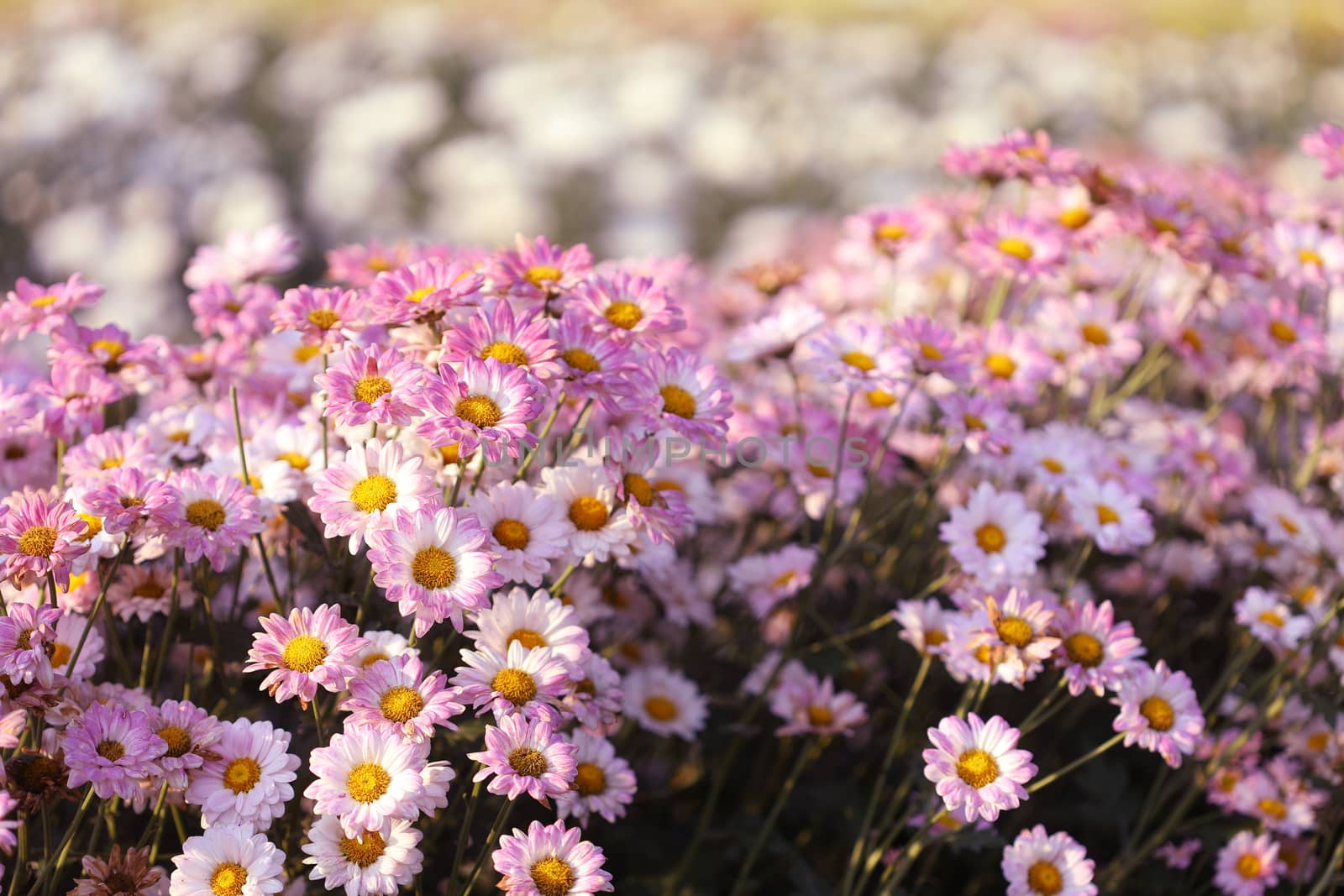 Pink Chrysanthemum flower getting dry under morning sunlight at flower field